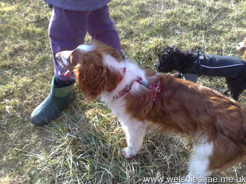 2010-02-20 04.jpg - Look how different my harness is to Gizzy's
